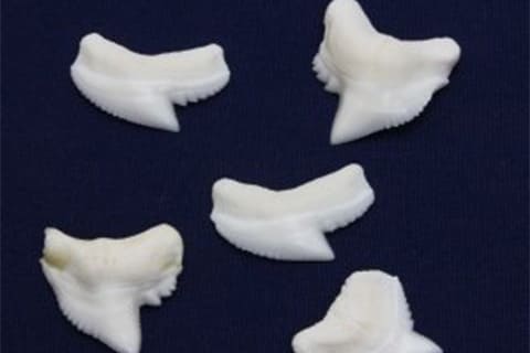 シャークトゥース(サメの歯)