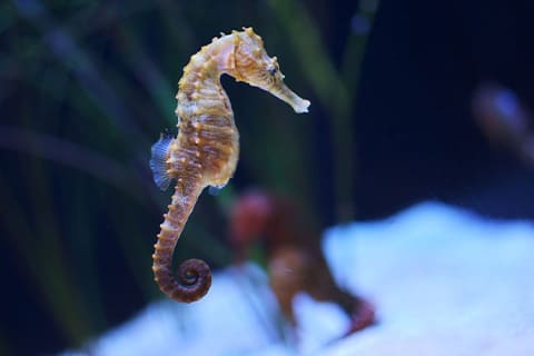 シーホース(タツノオトシゴ)