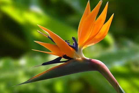 バード オブ パラダイス(極楽鳥花)