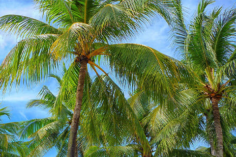 パームツリー(ヤシの木)