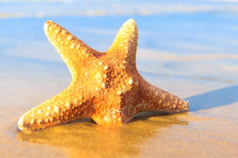 スターフィッシュ(ヒトデ)