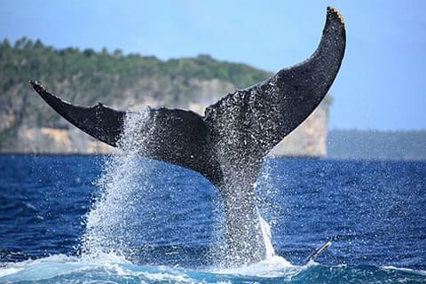 ホエールテール