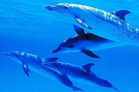 ドルフィン(イルカ)